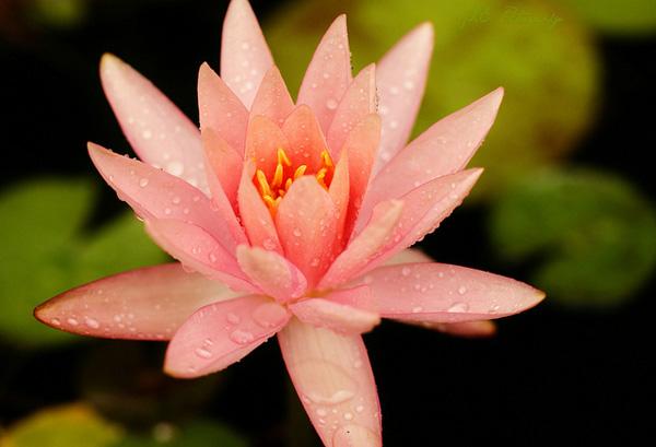 50 Pictures of Pretty Flowers
