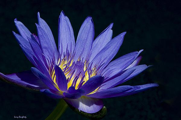 50 Pictures of Pretty Flowers