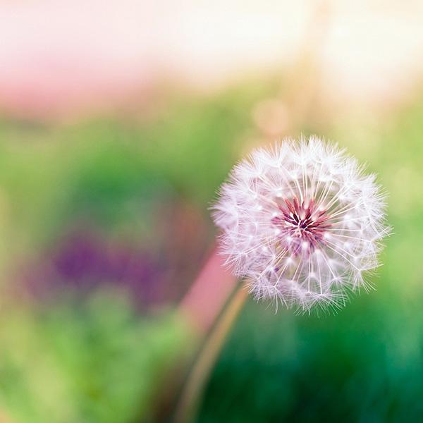 50 Pictures of Pretty Flowers
