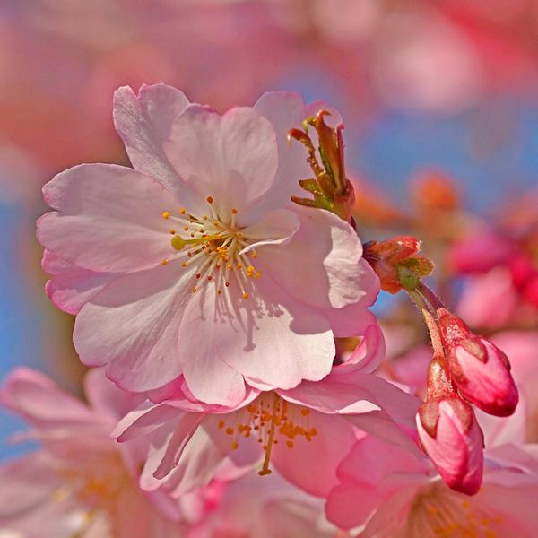 50 Pictures of Pretty Flowers