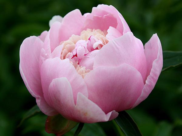 50 Pictures of Pretty Flowers
