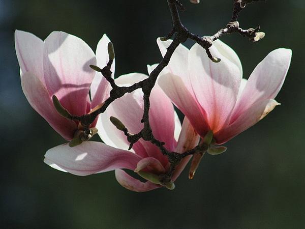 50 Pictures of Pretty Flowers