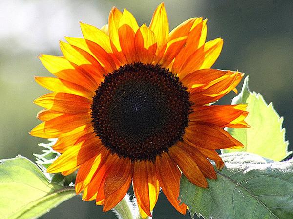50 Pictures of Pretty Flowers