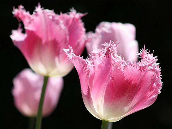 50 Pictures of Pretty Flowers