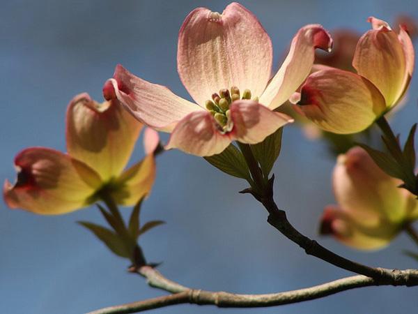 50 Pictures of Pretty Flowers