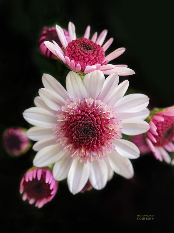 50 Pictures of Pretty Flowers