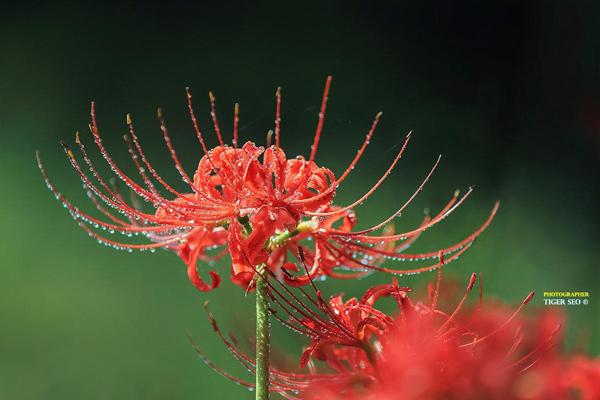 50 Pictures of Pretty Flowers