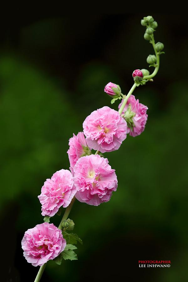50 Pictures of Pretty Flowers