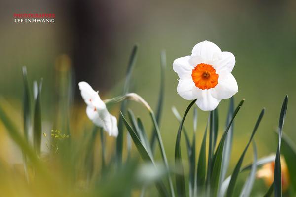 50 Pictures of Pretty Flowers