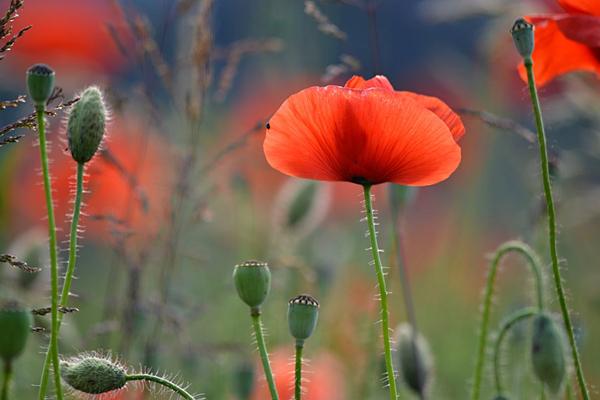 50 Pictures of Pretty Flowers