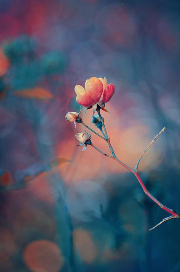 50 Pictures of Pretty Flowers