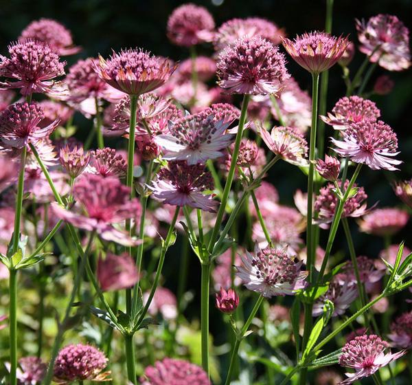 50 Pictures of Pretty Flowers