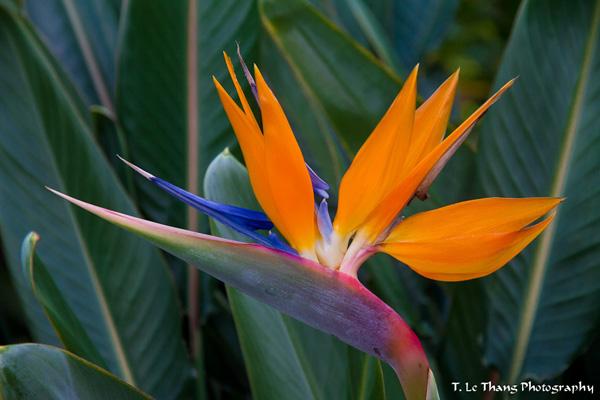 50 Pictures of Pretty Flowers