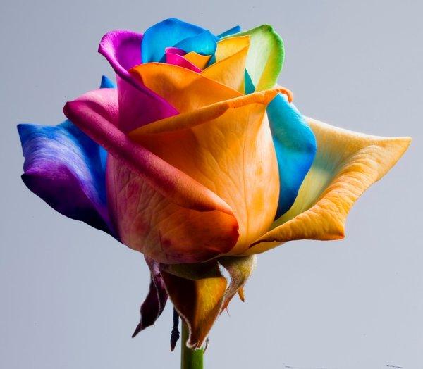 45 Beautiful Pictures of Roses