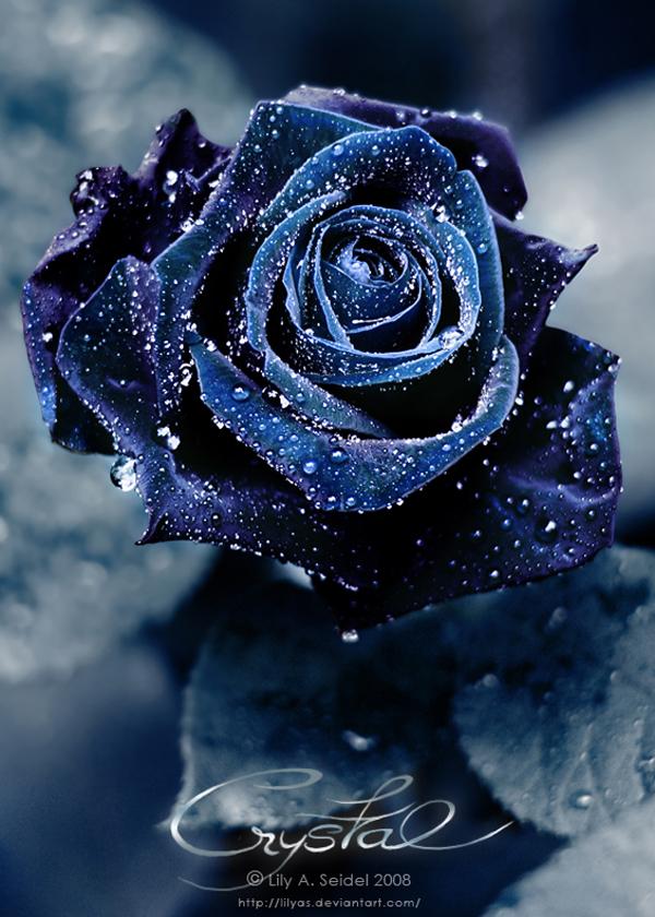 45 Beautiful Pictures of Roses