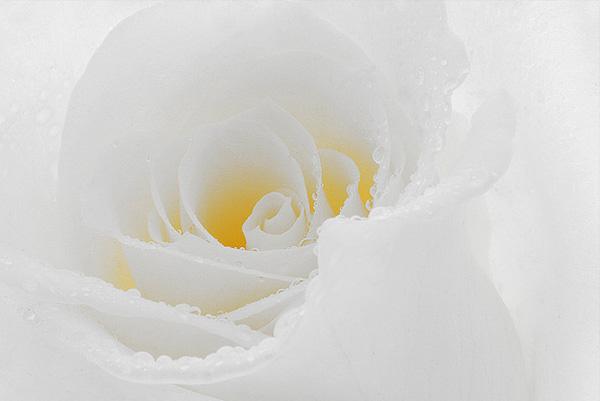 45 Beautiful Pictures of Roses