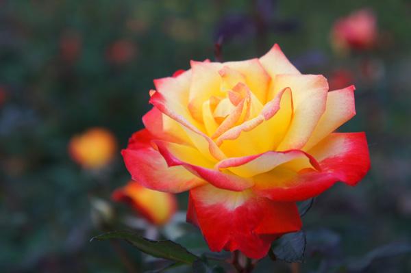 45 Beautiful Pictures of Roses