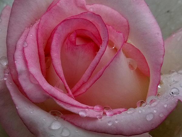 45 Beautiful Pictures of Roses