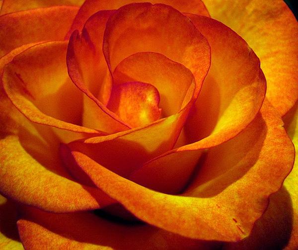 45 Beautiful Pictures of Roses