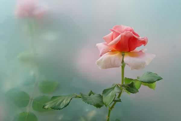 45 Beautiful Pictures of Roses