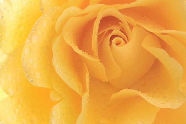 45 Beautiful Pictures of Roses