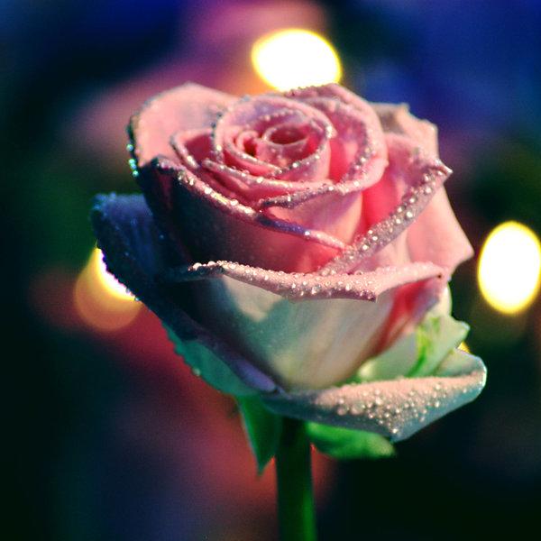 45 Beautiful Pictures of Roses