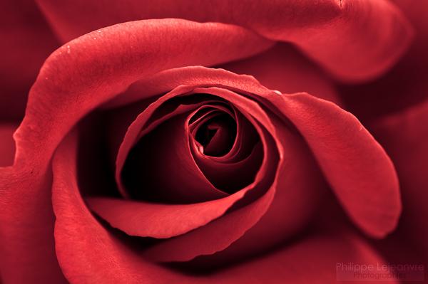 45 Beautiful Pictures of Roses