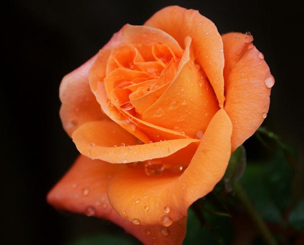 45 Beautiful Pictures of Roses