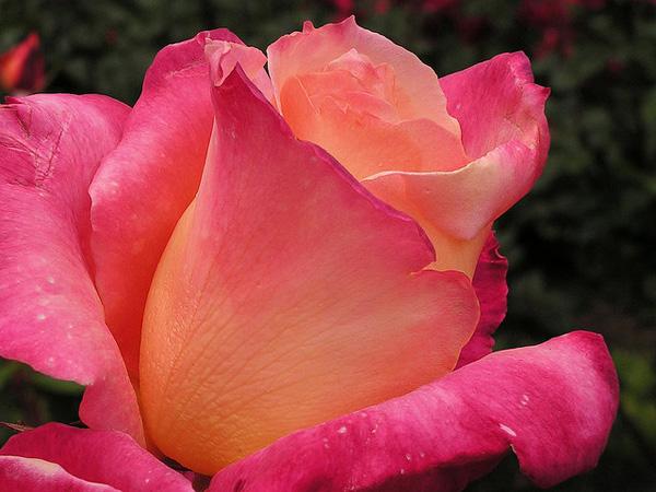 45 Beautiful Pictures of Roses