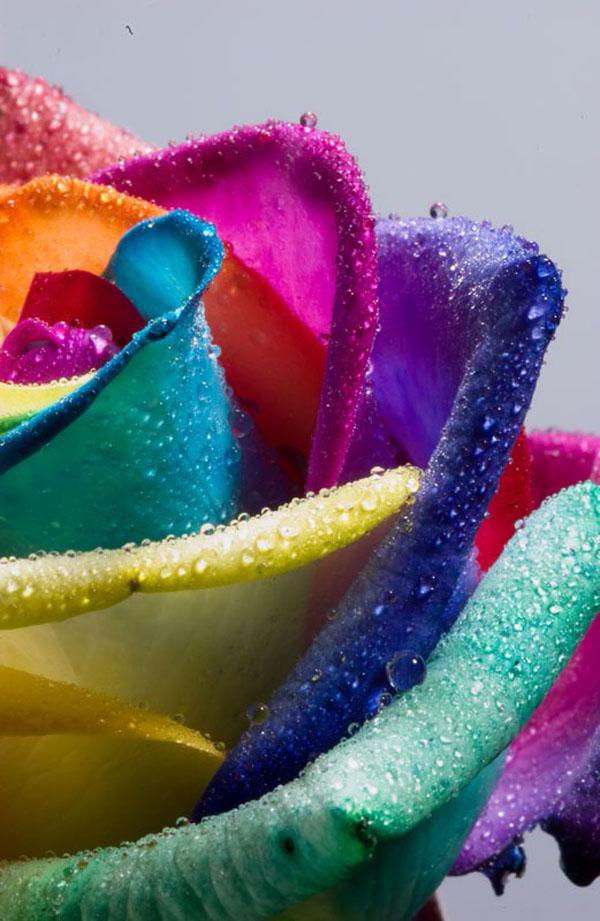 45 Beautiful Pictures of Roses