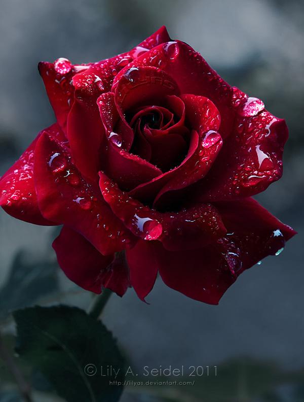 45 Beautiful Pictures of Roses