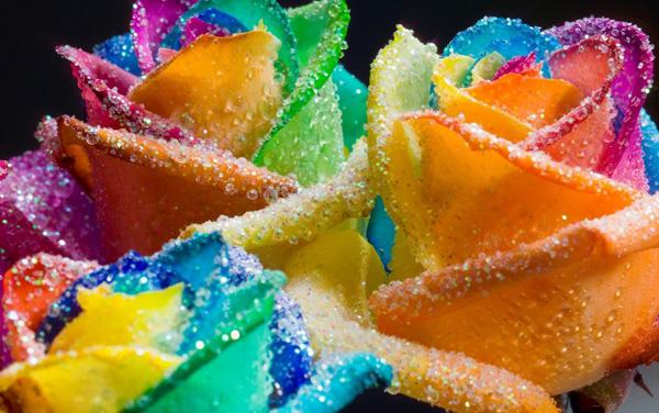 45 Beautiful Pictures of Roses