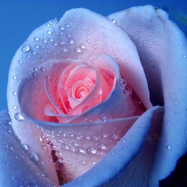 45 Beautiful Pictures of Roses