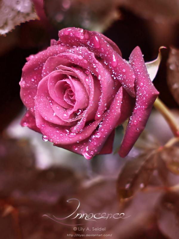 45 Beautiful Pictures of Roses