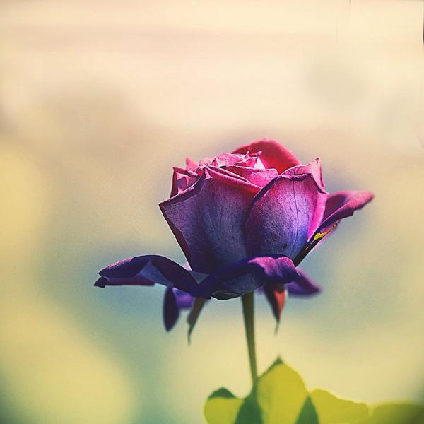 45 Beautiful Pictures of Roses