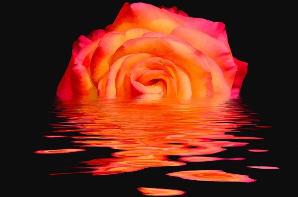 45 Beautiful Pictures of Roses
