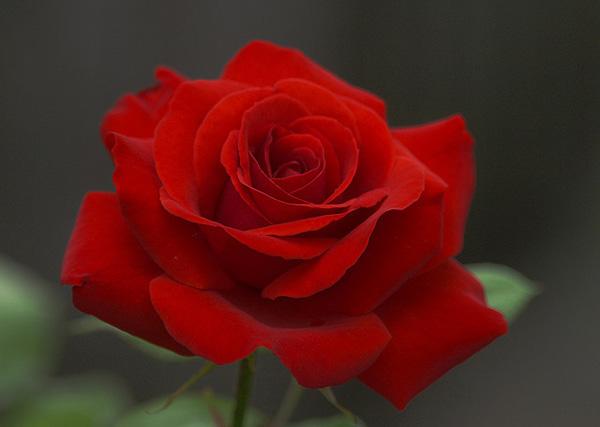 45 Beautiful Pictures of Roses
