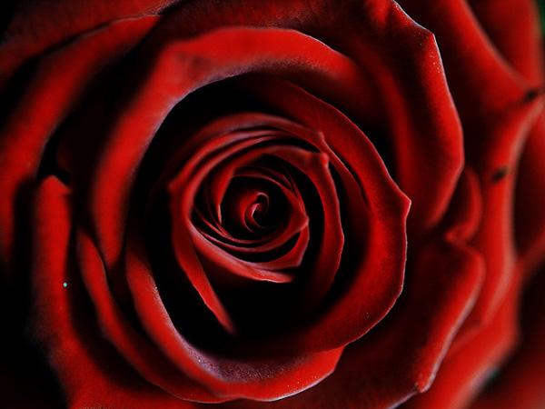 45 Beautiful Pictures of Roses