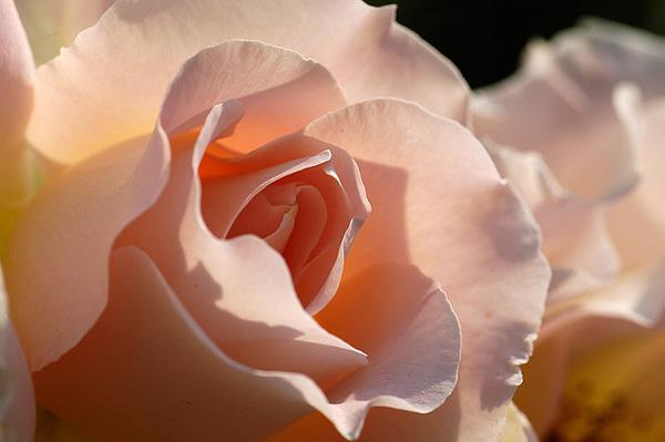 45 Beautiful Pictures of Roses