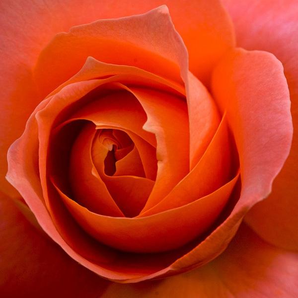 45 Beautiful Pictures of Roses