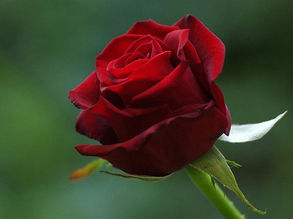45 Beautiful Pictures of Roses