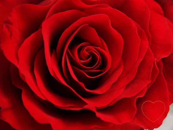 45 Beautiful Pictures of Roses