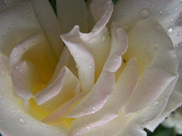 45 Beautiful Pictures of Roses
