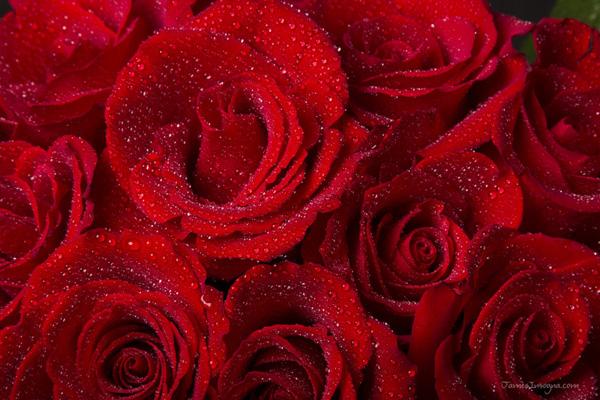 45 Beautiful Pictures of Roses