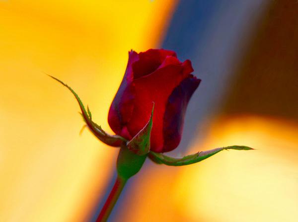 45 Beautiful Pictures of Roses