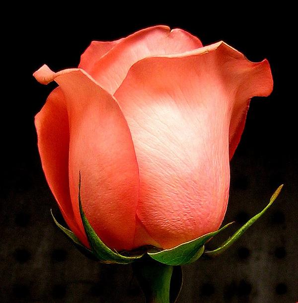 45 Beautiful Pictures of Roses