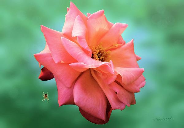 45 Beautiful Pictures of Roses