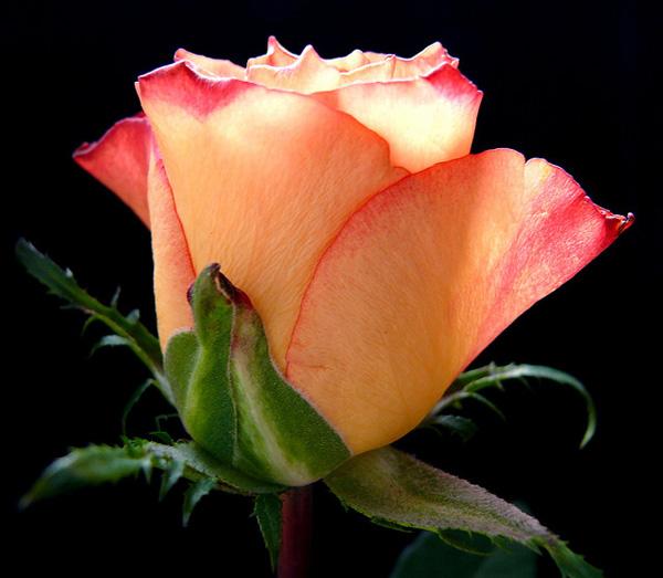 45 Beautiful Pictures of Roses