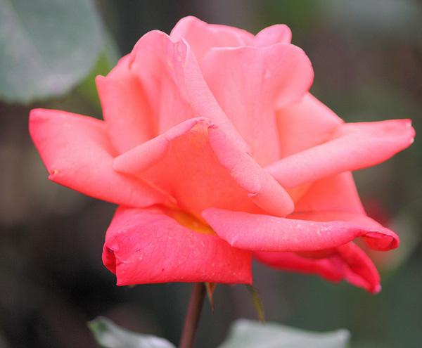 45 Beautiful Pictures of Roses