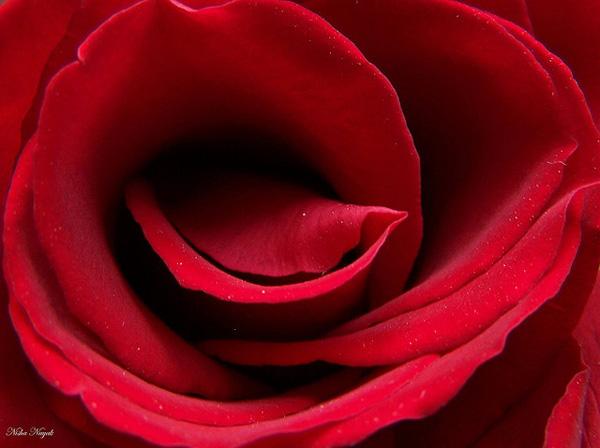45 Beautiful Pictures of Roses